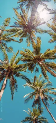 Pin by Taisia Davidovici on wallpers | Palm trees wallpaper, Summer  wallpaper, Tree wallpaper