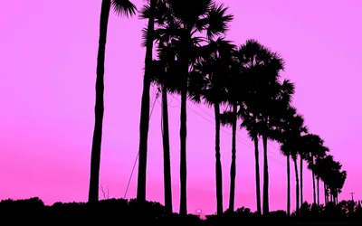 Обои для телефона в HD качестве | Palm trees wallpaper, Palm trees, Tree  iphone