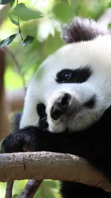 Wallpaper White and Black Panda Plush Toy on Green Grass, Background -  Download Free Image