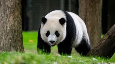 Lindo fondo de pantalla de panda rojo trepando a un árbol de bambú para  teléfono | Foto Premium