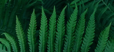 HD wallpaper: green leaves, fern, leaf, carved, close-up, plant, plant part  | Wallpaper Flare