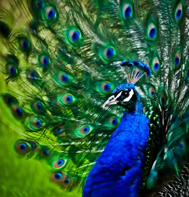 Download \"Peacock\" wallpapers for mobile phone, free \"Peacock\" HD pictures