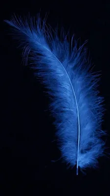 Pin by alenaorenmama on Обои | Blue wallpaper iphone, Feather wallpaper,  Blue wallpapers