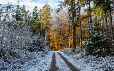 Обои зимний лес, 5k, 4k, 8k, гора, солнце, снег, елки, деревня, winter  forest, 5k, 4k wallpaper, 8k, mountain, sun, snow, fir-trees, village,  house, , Природа #581