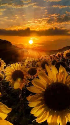 Pin by калейдоскоп on подсолнухи | Nature photography, Sunflower wallpaper,  Nature