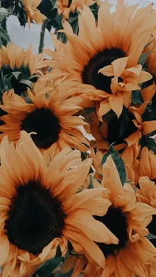 Обои на телефон | Sunflower iphone wallpaper, Sunflower wallpaper,  Sunflower photography