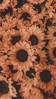 Pin by Estetika on Обои | Sunflower wallpaper, Flower iphone wallpaper,  Cute fall wallpaper