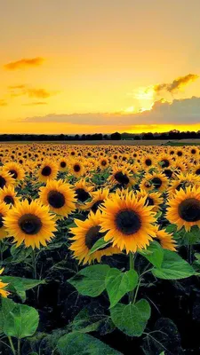 Pin by Janet Stevens on ethereality | Field wallpaper, Sunflower wallpaper,  Sunflower pictures