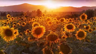 Pictures Nature Sky Fields Helianthus Many Clouds 1080x1920