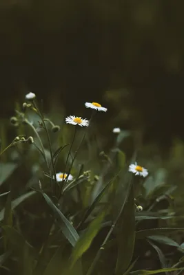 цветы, луговые , полевые, цветы, лето, небо, луг | Цветы, Фотография цветов,  Полевые цветы