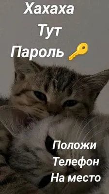 не трогай мой телефон положи на место｜Búsqueda de TikTok