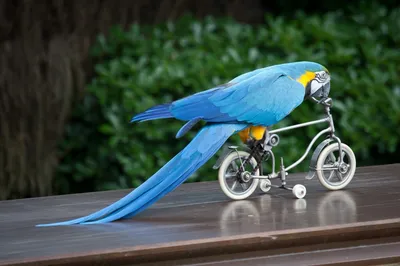 A blue parrot rides a four-wheeled bicycle | Phone Wallpapers