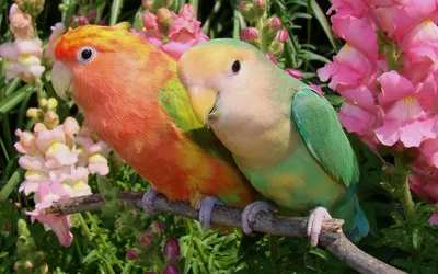 Pin by My Birthday Shirt Shop on Birds | Beautiful birds, Parrots art,  Colorful birds