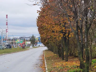 Обои осень, дерево, лист, вода, природный заповедник - картинка на рабочий  стол и фото бесплатно