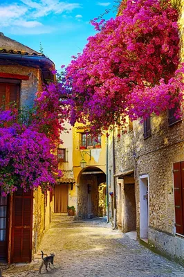 прованс обои на телефон: 6 тыс изображений найдено в Яндекс.Картинках | Old  town, Provence, Outdoor canvas