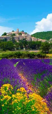 Картинка Lavender Field In Provence France на телефон iPhone 11