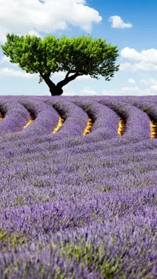 Lavender Field iPhone Wallpapers - Wallpaper Cave