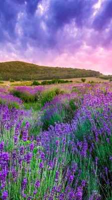 Lavender Field iPhone Wallpapers - Wallpaper Cave