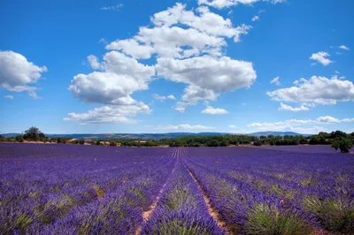 Обои Lavender Fields in Provence на телефон Desktop 1920x1080 Full HD