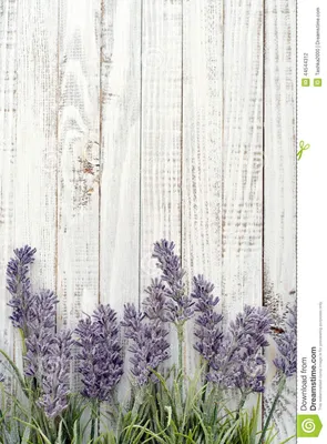 Bouquet Lavender Stock Photo - Image: 44544312 | Flower background wallpaper,  Flower backgrounds, Wallpaper backgrounds