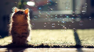 Neon Bubbles Wallpapers | HD Wallpapers | ID #27083