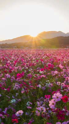 Photos Fields flower Cosmos plant sunrise and sunset Many 1080x1920