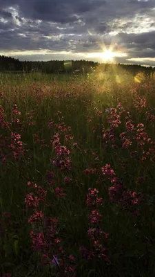 Picture Finland Nature Fields sunrise and sunset Grass 1080x1920