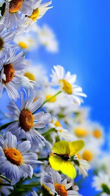 Chamomile iPhone Wallpapers - Wallpaper Cave