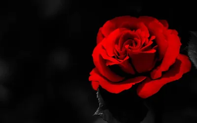 Red Rose by Omega300m on DeviantArt