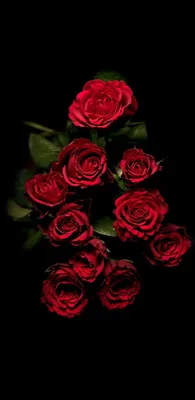 Pin by Djanik on Фоторамки | Red roses wallpaper, Wallpaper iphone roses,  Flower iphone wallpaper