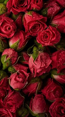 Pin by christina gibas on Rose | Rose flower wallpaper, Beautiful red  roses, Rose wallpaper