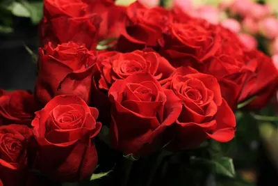 Photo Red Roses Flowers Closeup 1080x1920