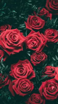 800x1420 Обои розы, кусты, красный, бутоны | Flower iphone wallpaper,  Beautiful roses, Rose wallpaper