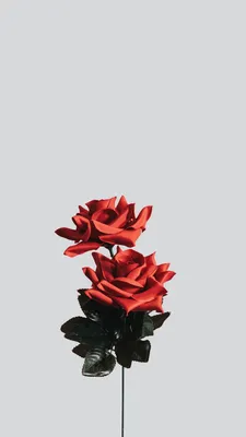 Pictures Texture Red Roses flower Many 1080x1920