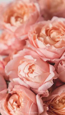 Wallpaper Roses, 5k, 4k wallpaper, 8k, flowers, pink, Nature #5346