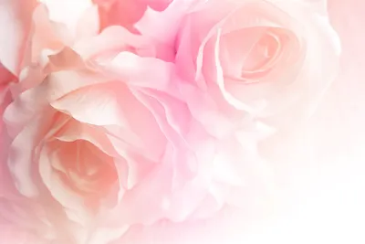 Картинки по запросу обои на айфон 5 hd розы | Wallpaper iphone roses,  Flower wallpaper, Beautiful pink roses