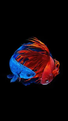 AMOLED Animal Wallpaper | Betta fish, Betta fish types, Fish wallpaper