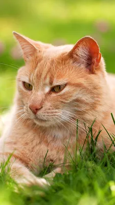 Photo Cats red orange Grass Glance animal 1080x1920