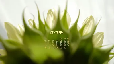 Обои + календарь: сентябрь