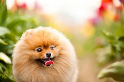 Скачать Pomeranian Dog Wallpapers 4k APK для Android