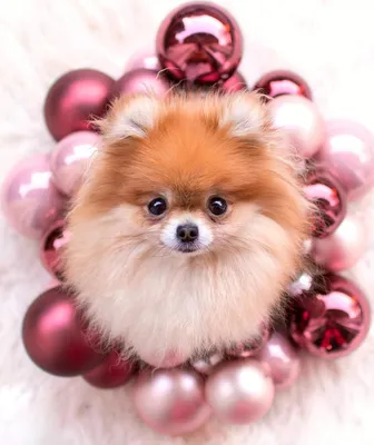 Pomeranian Dog Wallpaper HD для Android — Скачать