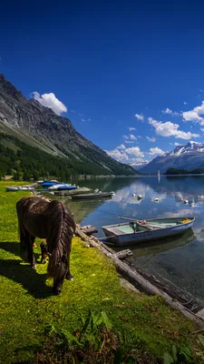 Picture Horses Switzerland Lake Sils Nature mountain Boats 1080x1920