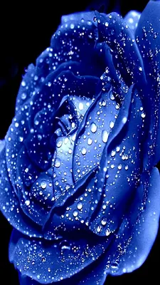 Pin by Tracey on Blue Roses | Blue roses wallpaper, Blue roses, Blue  inspiration