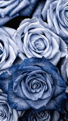 Pin by Sâhø Söuhiła on Bleu | Flower background iphone, Blue roses wallpaper,  Blue flower wallpaper