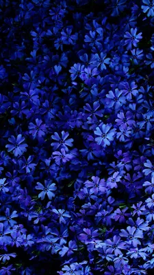 Pin by Iyan Sofyan on Flowers + | Best flower wallpaper, Blue flower  wallpaper, Spring wallpaper