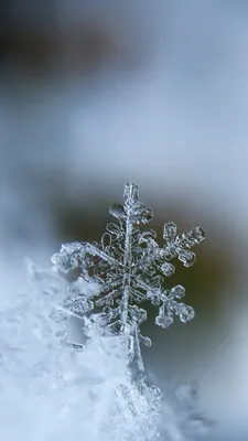 Фотография Новый год Снежинки Снег Шишки Шарики 640x960