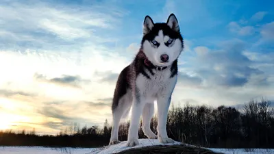 Собаки Хаски (Husky) | обои, картинки на рабочий стол