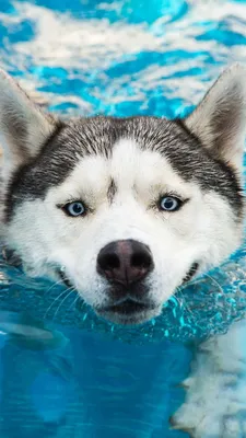 Wallpaper Husky, dog, cute animals, funny, Animals #4455