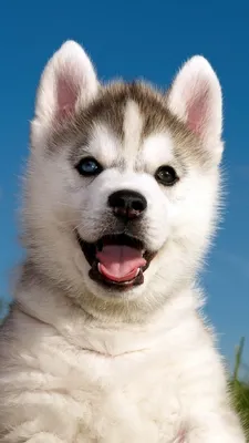 щенок, Husky, puppy, funny animals, cute animals, 4k (vertical) | Husky  puppy, Funny animals, Cute puppies