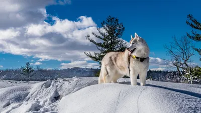 ПОИСК. Хаски🐾Лайки🐾Маламуты🐾Самоеды🐾. | Facebook